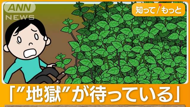 “ミントテロ”　脅威の繁殖力で100平米の畑を侵食し尽くし、都会では雑草化…原因は