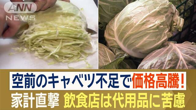 空前の“キャベツ不足”で高騰…大型連休後に価格2倍　家計を直撃　飲食店は困惑