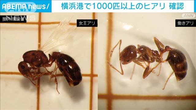 横浜港で1000匹以上の「ヒアリ」今年初の確認　女王アリ20匹以上も