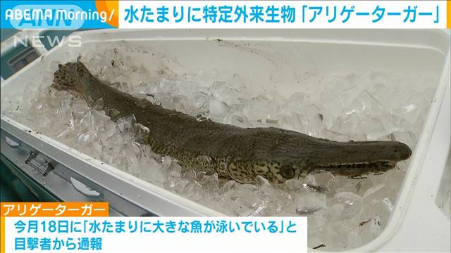 住宅地近くの水たまりに特定外来生物「アリゲーターガー」　富山市