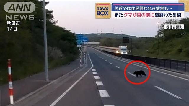 またクマが目の前に　秋田で道路わたる姿　付近では住民が襲われる被害も