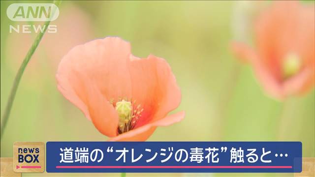 “オレンジの毒花”触ると危険　“駆除”間違えると…増殖の恐れも