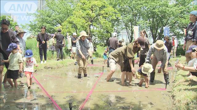 六本木ヒルズで「田植え」 今年は鳥取の“星空舞”