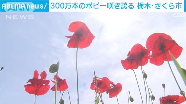 300万本のポピーの花咲き誇る　栃木・さくら市