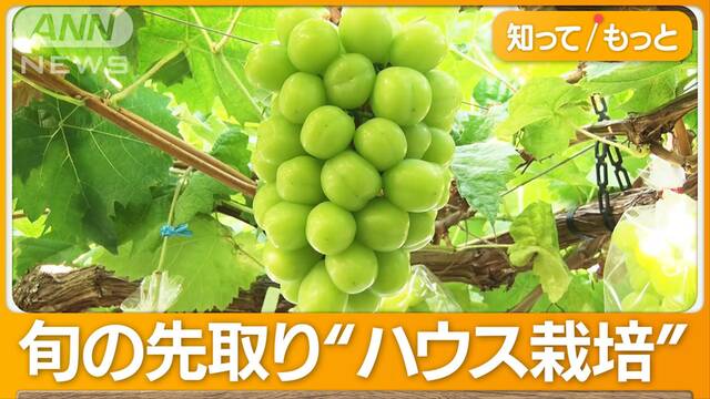 シャインマスカット早くも出荷　“苦節6年”脱サラ農家が旬の先取り成功