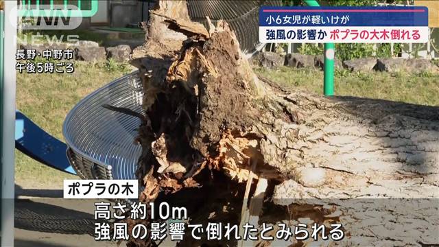 【速報】公園の大木が倒れ小6女児が軽いけが　強風影響か　長野