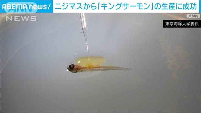 ニジマスから「キングサーモン」の生産に成功　養殖の効率化に期待