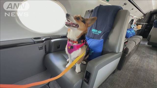 愛犬と飼い主専用の旅客機 米で就航　ファーストクラスのサービス