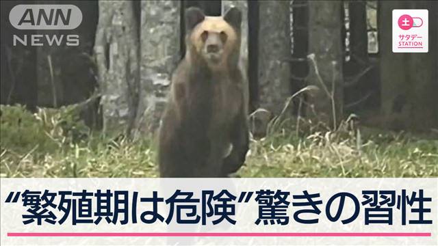 【市街地にクマ】目撃場所にカメラ設置し検証…驚きの習性「繁殖期は危険」