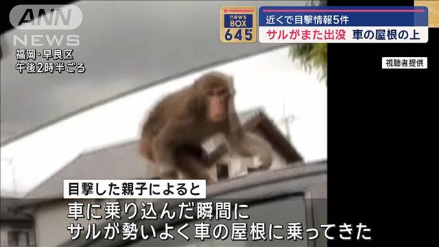 サルがまた出没　車の屋根の上に…近くで目撃情報5件　福岡・早良区