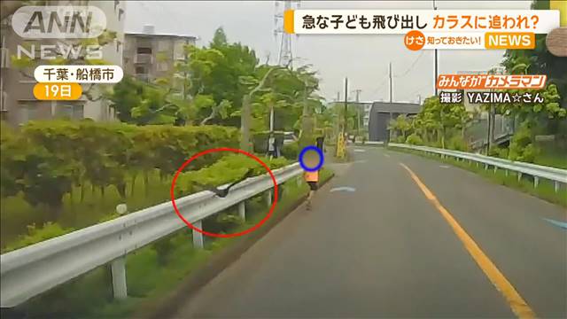 ヒヤッ、子どもの飛び出し　カラスに追われて逃げていた？ついには道路に倒れ込み…