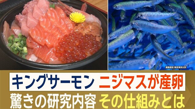 ニジマスから「キングサーモン」を作り出す…　驚きの研究内容、仕組みとは