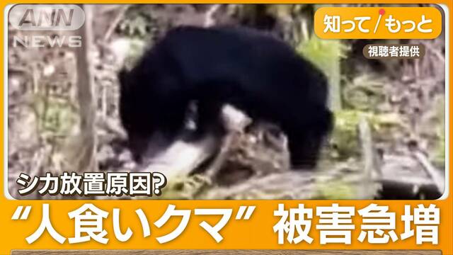 人間を“食べ物”と認識するクマも…「肉の味覚えた」原因は駆除したシカの放置か