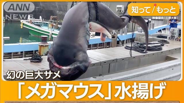 幻の巨大サメ「メガマウス」水揚げ　体長約6メートル