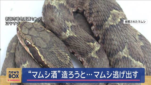 “マムシ酒”造ろうと…男性かまれ、マムシ逃げ出す