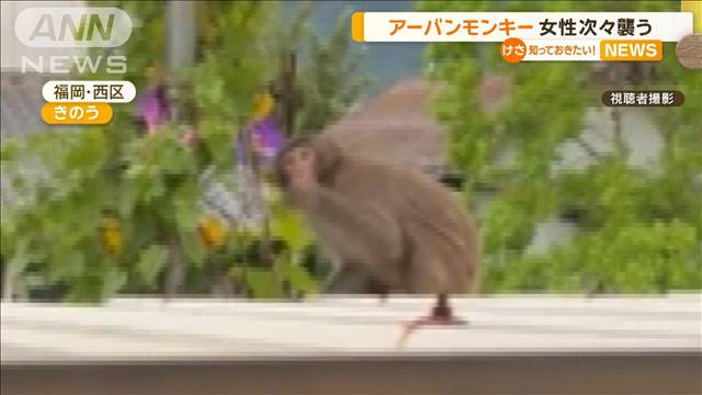 アーバンモンキー　女性を次々襲う