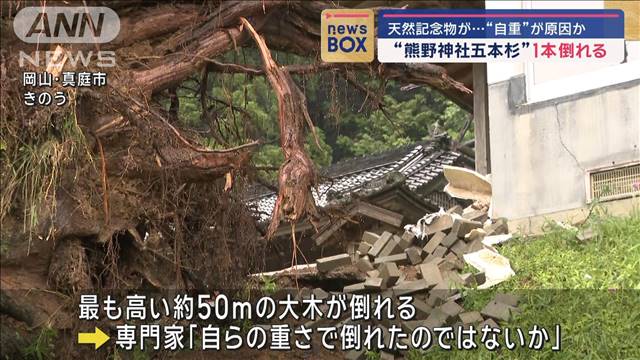 天然記念物「熊野神社五本杉」1本倒れる　“自重”が原因か