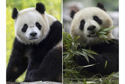 米中「パンダ外交」復活の兆し　ワシントンの動物園に年内2頭貸与へ