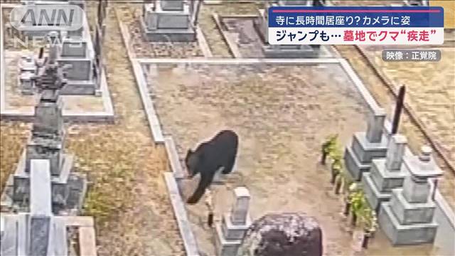 寺に長時間居座り？カメラに姿　ジャンプも… 墓地でクマ“疾走”