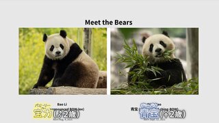 パンダ2頭が中国から来訪へ 年内にアメリカ首都ワシントンの動物園に　去年11月に3頭を返還