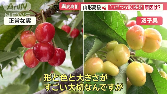 なぜ？サクランボ「佐藤錦」いびつな形多発で農家に打撃　梅干し「南高梅」もピンチ