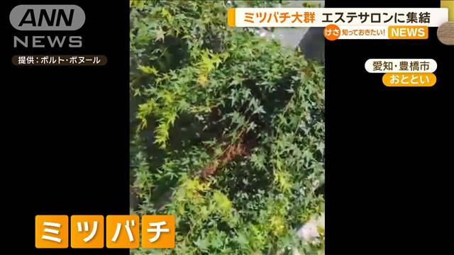 「大量の蜂がいた」住宅街に響く不気味な羽音…ミツバチの引っ越し「分峰」か