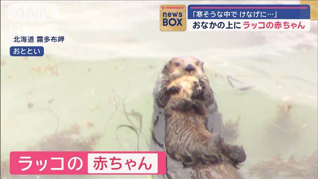 おなかの上にラッコの赤ちゃん「寒そうな中でけなげに…」