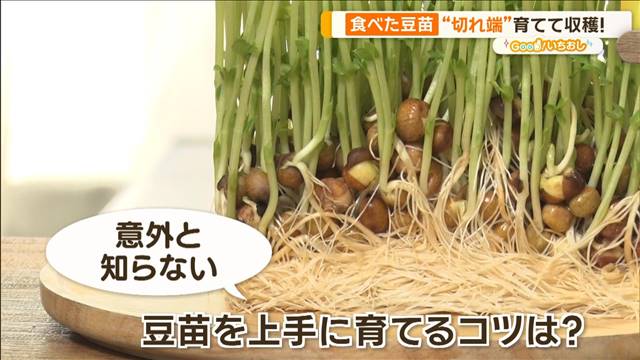 “食べた豆苗”上手に栽培 ミニトマト300個収穫も…簡単家庭菜園【グッド！いちおし】