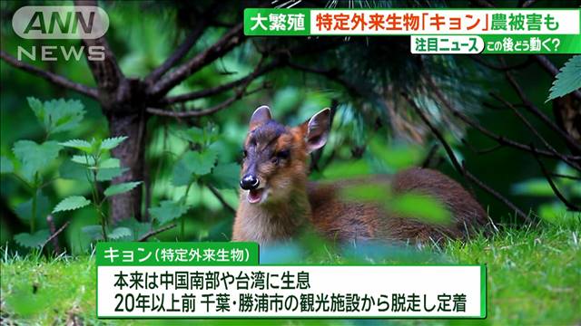 「まるで叫び声」アーバンアニマルに困惑　閑静な住宅街にも動物たちが次々と