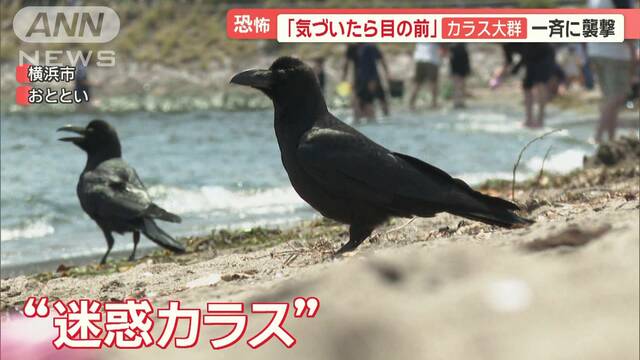 恐怖！人を襲うカラス　各地で被害　“間一髪”子ども襲撃…あわや大事故も