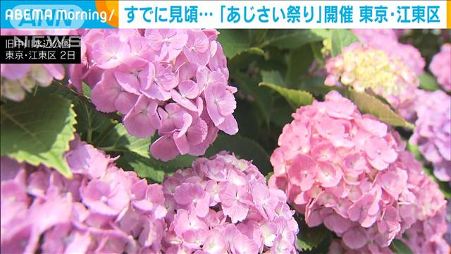 2000株の共演　東京・江東区で「あじさい祭り」　コロナ禍過ぎ6年ぶりの開催