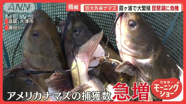 “アメリカナマズ”急増…駆除密着　琵琶湖で繁殖の危機　漁師悲鳴…霞ケ浦で大繁殖