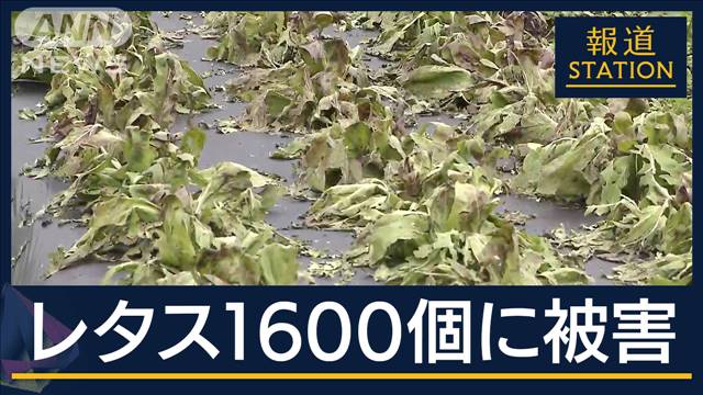 「やられた…」野菜への影響も深刻　大気不安定で連日の“ゲリラ雷雨”“ひょう”