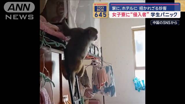 女子寮に野生のサルで学生パニック　突然の逃走…3m巨大ワニ捕獲作戦