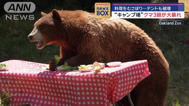 巨大クマが“キャンプ場”で破壊の限り　実は啓発目的…元野生の3頭“迫真の演技”