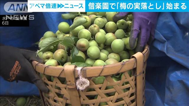 水戸・偕楽園 初夏の風物詩「梅の実落とし」始まる