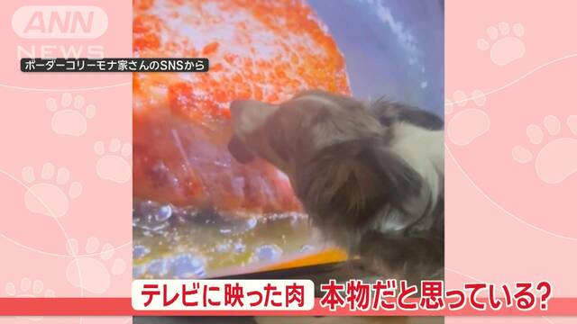 画面ペロペロ…「それテレビ！」映像のお肉に夢中なワンちゃん　本物だと思っている？