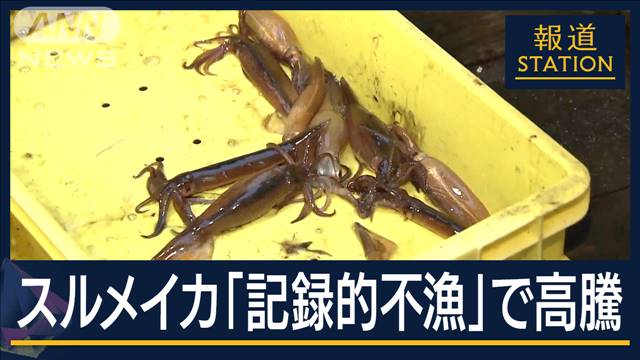 “イカの街”函館で初水揚げも…いまや“高級魚”スルメイカ「記録的不漁」で高騰