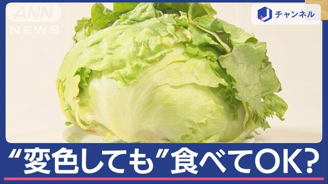 “赤くなった”レタス、食べる？食べない？　なぜ色変わる？　理由は、鮮度ではなく…