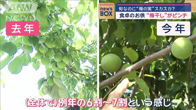 食卓のお供“梅干し”ピンチ　旬なのに枝がスカスカ？