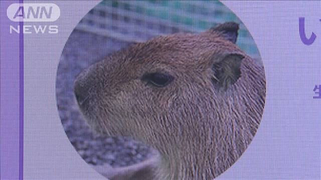 動物園のカピバラ1頭 園外に逃走 栃木・日光市