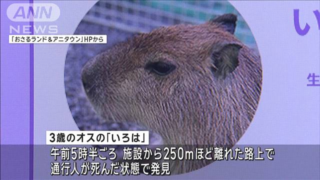 “脱走”のカピバラ、路上で死ぬ　車にひかれたか…お尻に衝突の跡　栃木・日光市