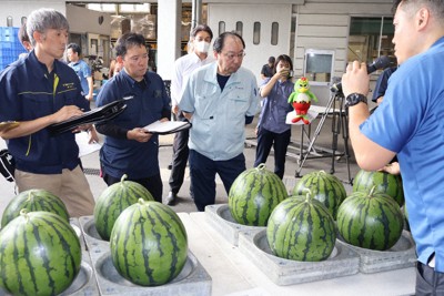 甘くてうまい夏の味覚、準備はOK　高級「函南スイカ」目ぞろえ会