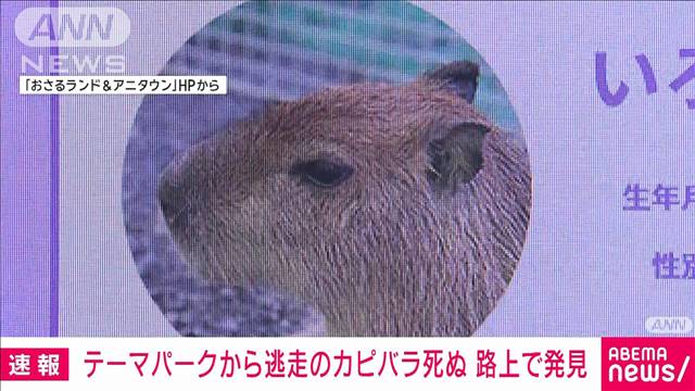 【速報】テーマパークから逃走のカピバラ死ぬ　路上で発見　栃木・日光市