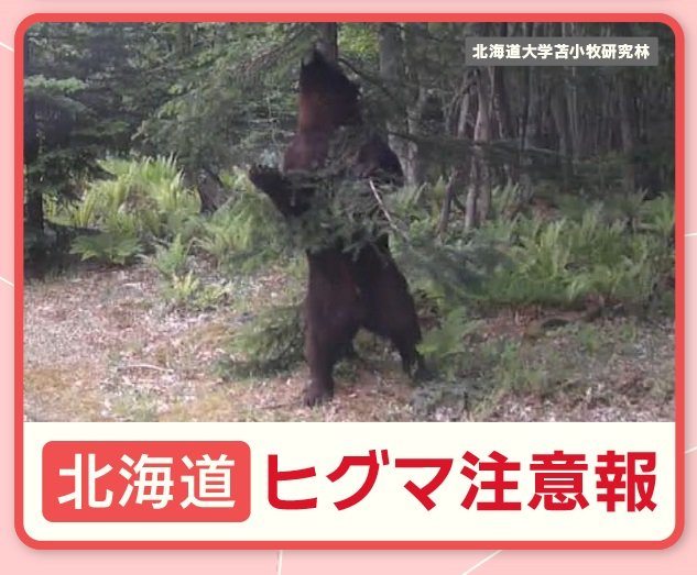 北海道でヒグマ注意報　各地でクマ目撃多数