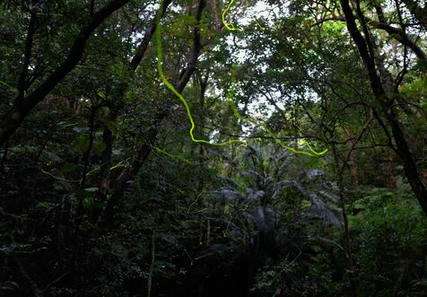 うるまの森ホタル舞う　陸自訓練場の元予定地に隣接する「青少年の家」　見頃は10月ごろまで