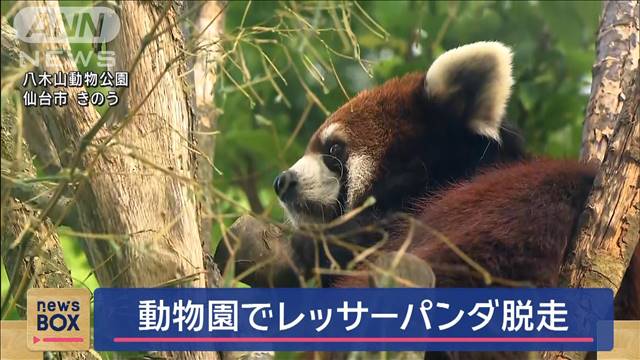 動物園でレッサーパンダ脱走　捕獲時に引っかかれ職員けが　仙台市