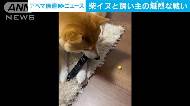 その手は食ワン！“お気に入りは離さない”柴犬と飼い主さんの攻防