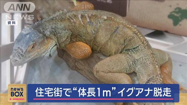 住宅街で体長1mのイグアナ脱走「かむおそれ」　飼い主「庭で日光浴させていた」