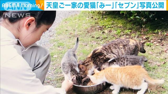 天皇ご一家の愛猫「みー」「セブン」写真公開